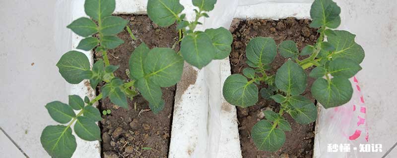 土豆出苗后施什么肥好 土豆出苗后施什么肥