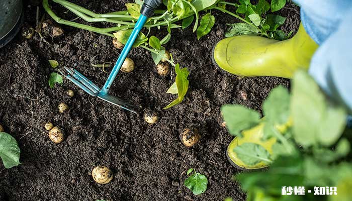 土豆出苗后施什么肥好 土豆出苗后施什么肥