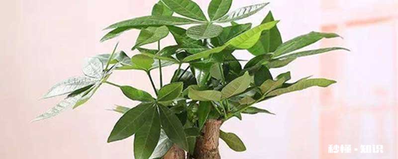 发财树怎么修剪 发财树的修剪方法