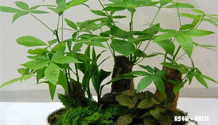 发财树怎么修剪 发财树的修剪方法