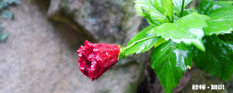 扶桑花施什么肥 扶桑花怎么施肥