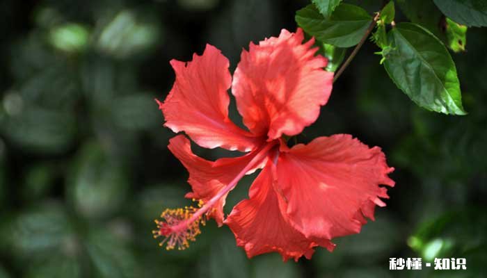 扶桑花施什么肥 扶桑花怎么施肥