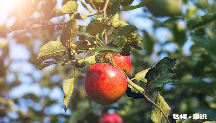 果树结果期施什么肥 果树结果期施哪些肥