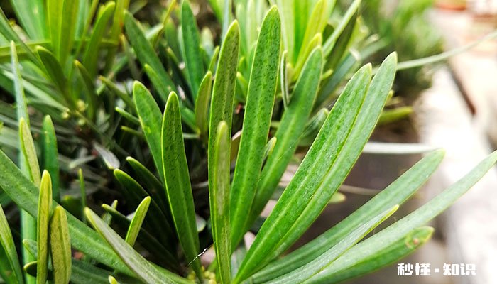 罗汉松施什么肥好 罗汉松应该施什么肥