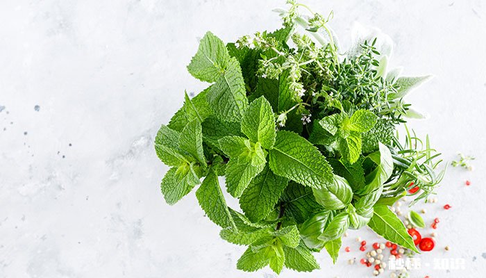 盆栽薄荷的养殖方法和注意事项 盆栽薄荷的种植方法和注意事项