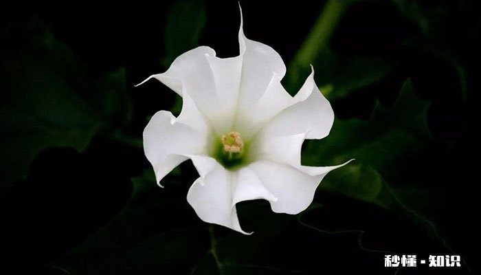 曼陀罗花语 曼陀罗花语是什么