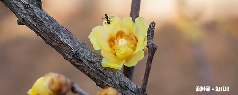 腊梅施什么肥 腊梅怎么施肥