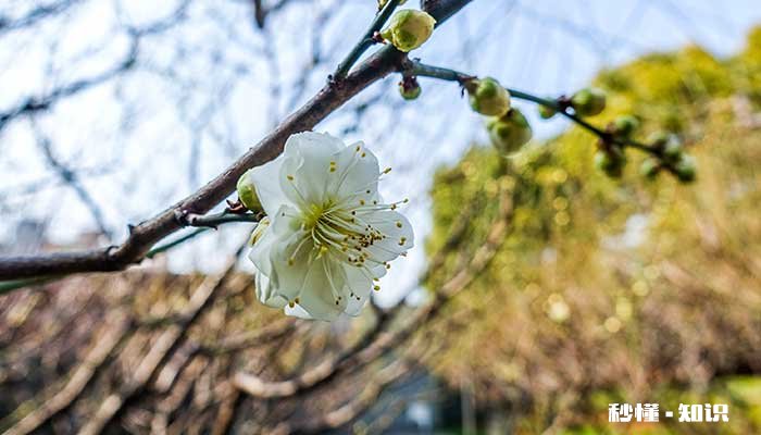腊梅施什么肥 腊梅怎么施肥