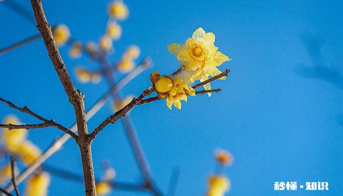 腊梅施什么肥 腊梅怎么施肥