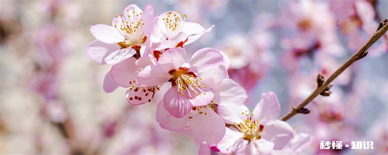 被子植物有哪些 有哪些被子植物