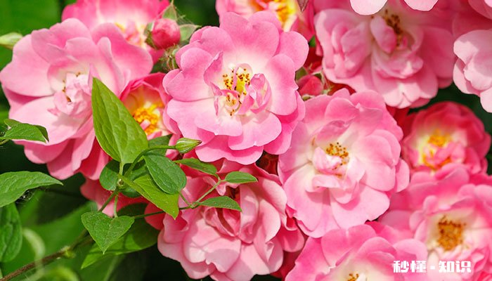 被子植物有哪些 有哪些被子植物