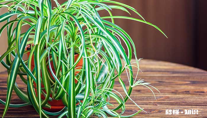 金边吊兰的养殖方法和注意事项 金边吊兰的养殖方法