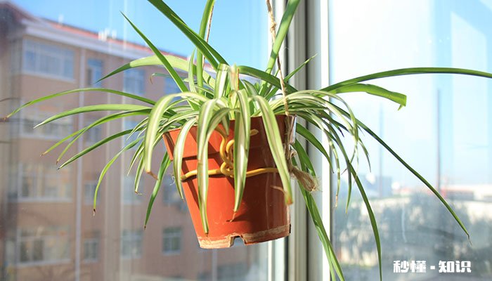 金边吊兰的养殖方法和注意事项 金边吊兰的养殖方法