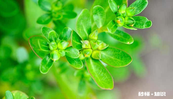 金枝玉叶怎么修剪造型 金枝玉叶修剪造型的方法