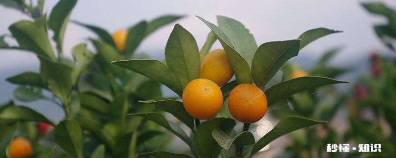 盆栽橘子树怎么修剪 盆栽橘子树的修剪方法