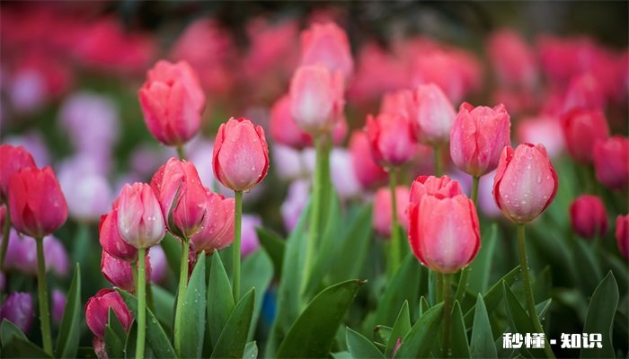 郁金香的花语是什么 郁金香的花语