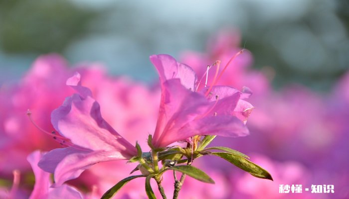 杜鹃花怎么养 杜鹃花的养殖方法