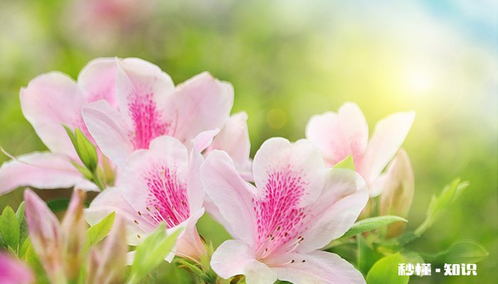 杜鹃花怎么养 杜鹃花的养殖方法