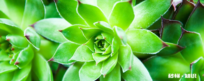 观音莲的养殖方法和注意事项 观音莲的养殖方法和注意事项有哪些