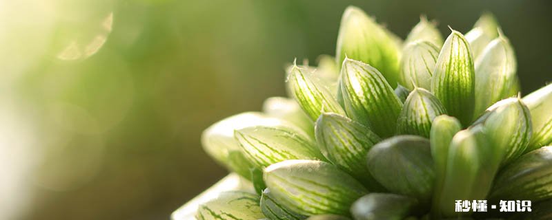 玉露养殖方法 玉露怎么养殖