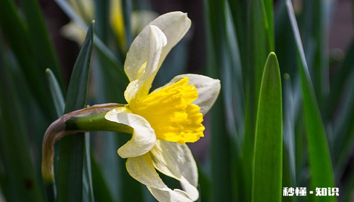 兰花叶子发黄怎么办 兰花叶子发黄怎么解决