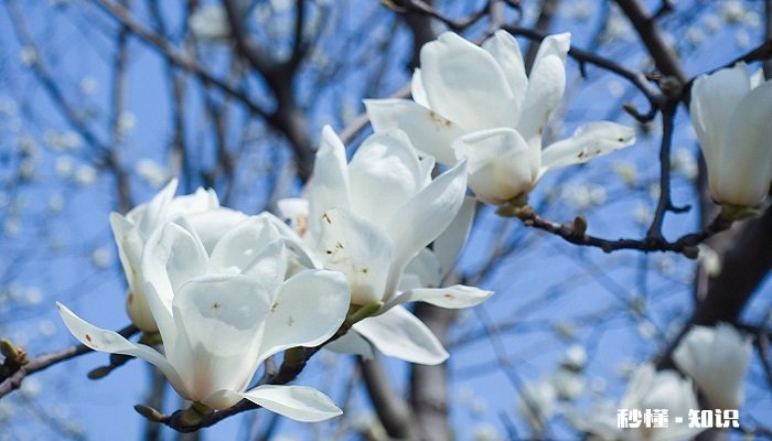 兰花叶子发黄怎么办 兰花叶子发黄怎么解决