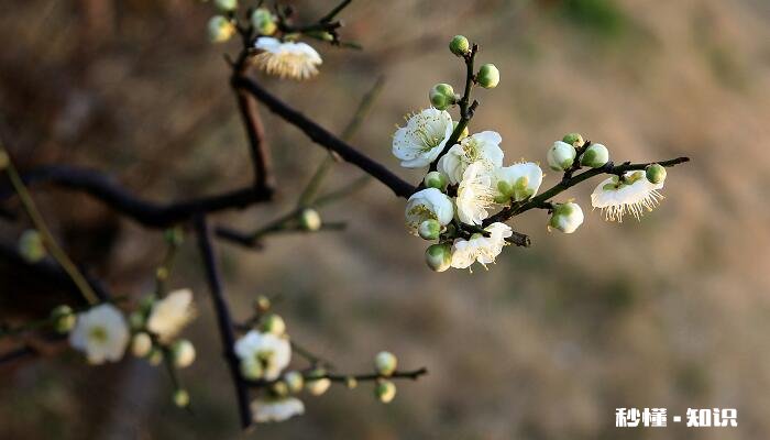 梅花的养殖方法和注意事项 梅花的养殖方法和注意事项有哪些