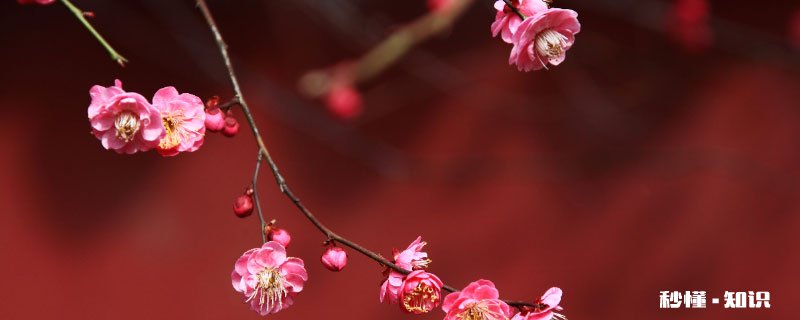 梅花的养殖方法和注意事项 梅花的养殖方法和注意事项有哪些