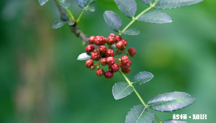 花椒树怎么修剪 花椒树的修剪方法