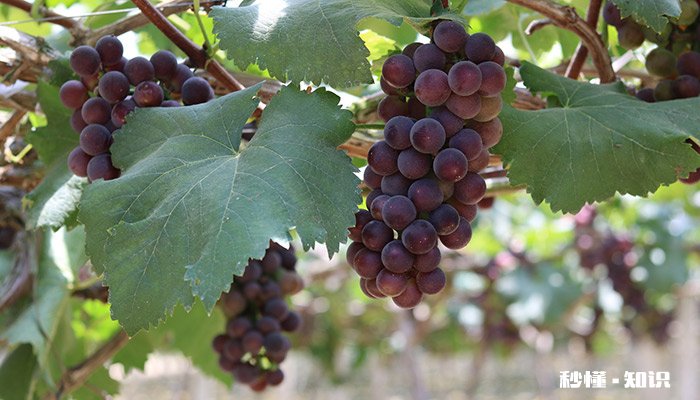 葡萄的养殖方法和注意事项 葡萄的养殖方法