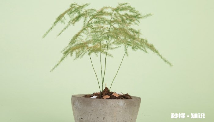 文竹怎么养 文竹的养殖方法