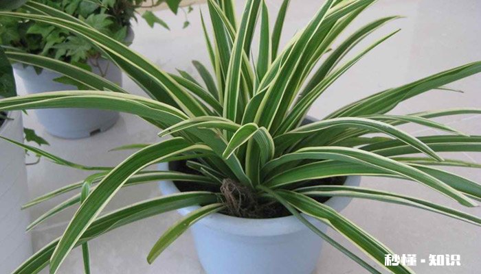 吊兰施什么肥 吊兰怎么施肥