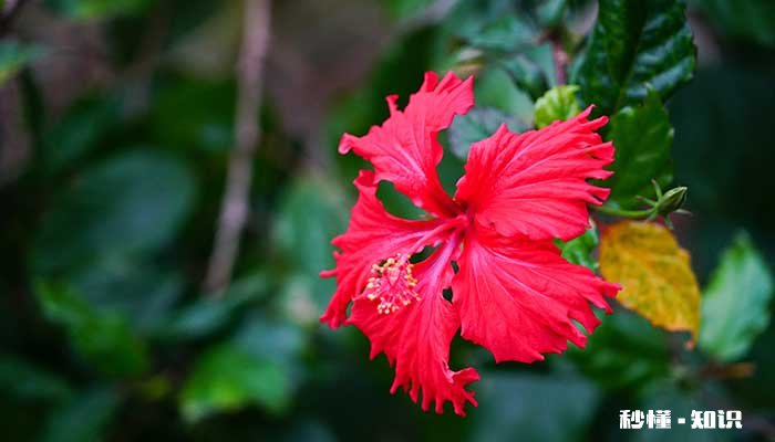 扶桑花怎么修剪 扶桑花的修剪方法