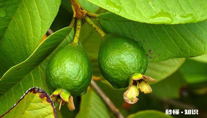 番石榴施什么肥更甜爽 想要番石榴甜爽要施什么肥