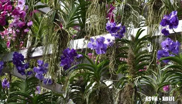 万代兰的花语是什么 万代兰的花语是什么意思