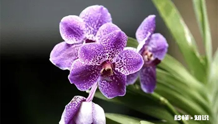 万代兰的花语是什么 万代兰的花语是什么意思