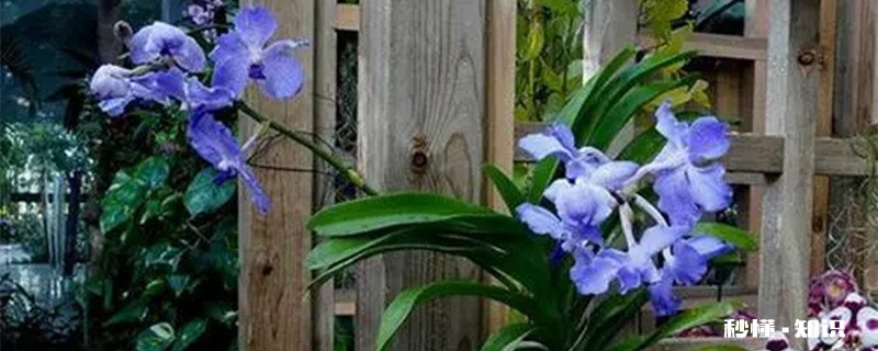 万代兰的花语是什么 万代兰的花语是什么意思