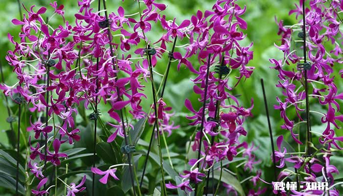 石斛的养殖方法和注意事项 石斛的养殖方法