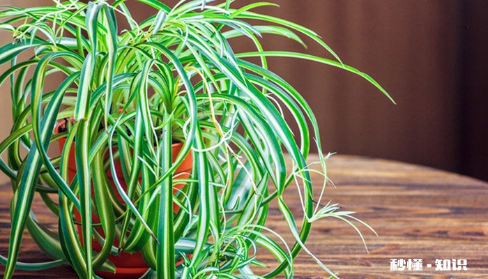 吊兰的养殖方法和注意事项 吊兰的养殖方法和注意事项有哪些