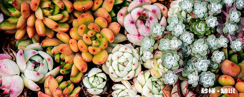 多肉要施什么肥 多肉施什么肥