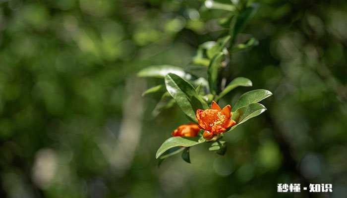 石榴花花语 石榴花花语是什么