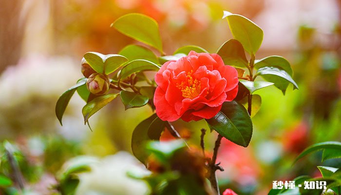 茶花施什么肥最好 茶花施什么肥