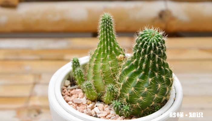 仙人球施什么肥好 仙人球施什么肥