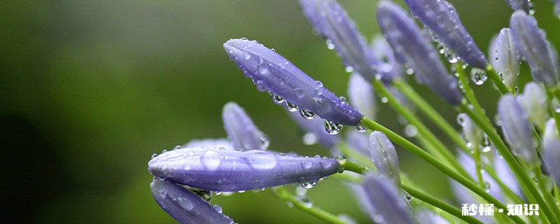 兰花花语 兰花花语是什么