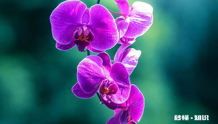 兰花花语 兰花花语是什么