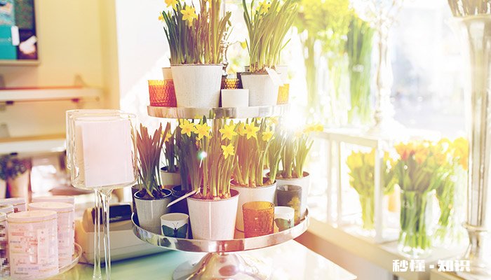 水仙花的花语 水仙花的花语是什么