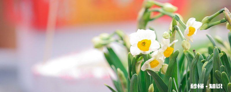 水仙花的花语 水仙花的花语是什么