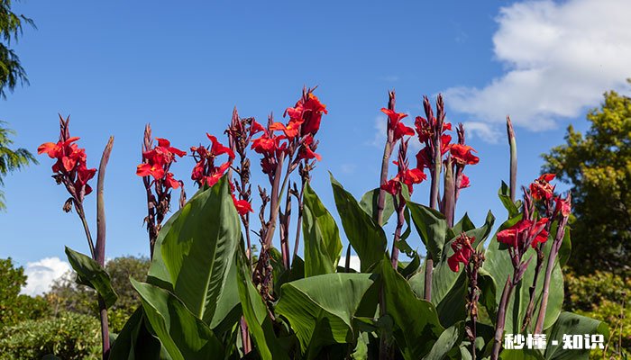 美人蕉花语 美人蕉的花语