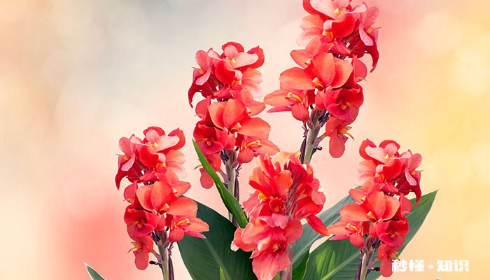 美人蕉花语 美人蕉的花语