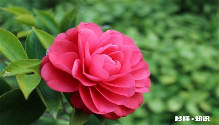 茶花怎么修剪花才茂盛 茶花如何修剪花才茂盛